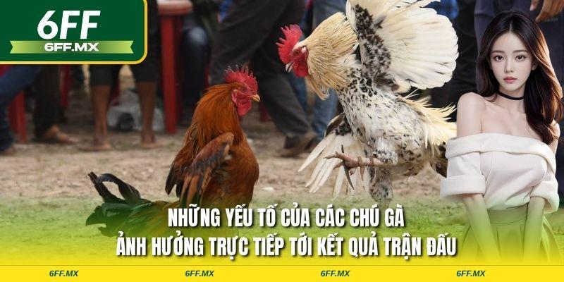 Những yếu tố của các chú gà ảnh hưởng trực tiếp tới kết quả trận đấu